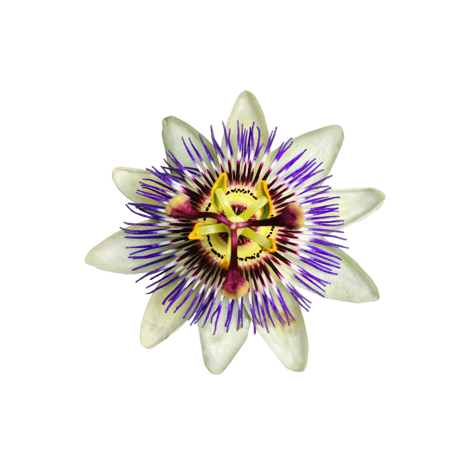 Passionfruit flower used as a botanical ingredient in Celeste Switala skincare products