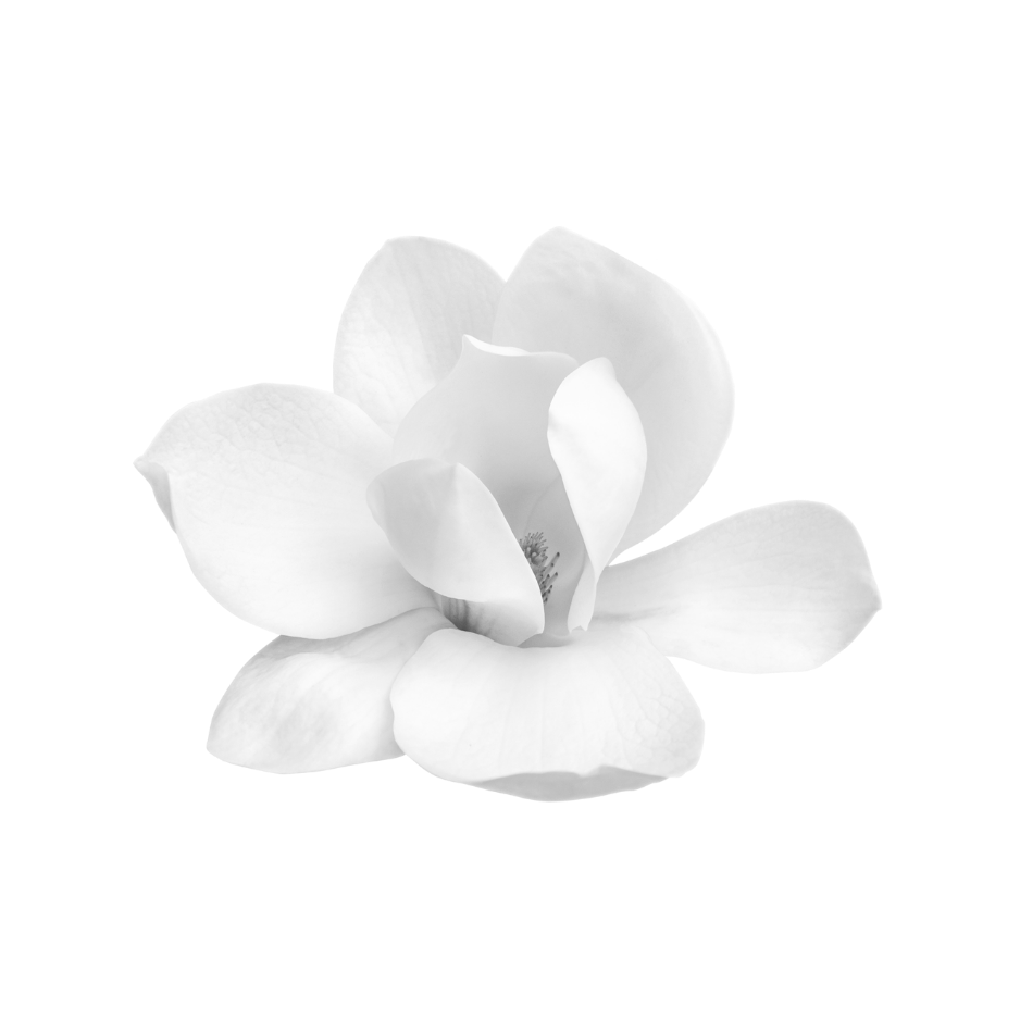 Black and white magnolia flower representing magnolia bark in Celeste Switala skincare