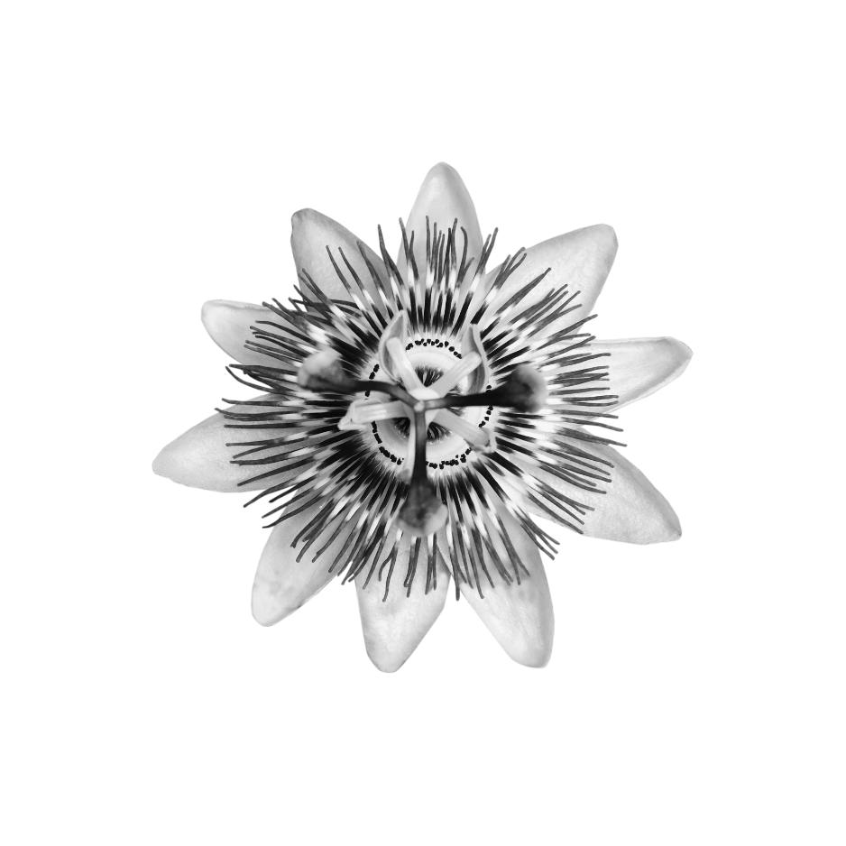 Black and white passionfruit flower used as a botanical skincare ingredient