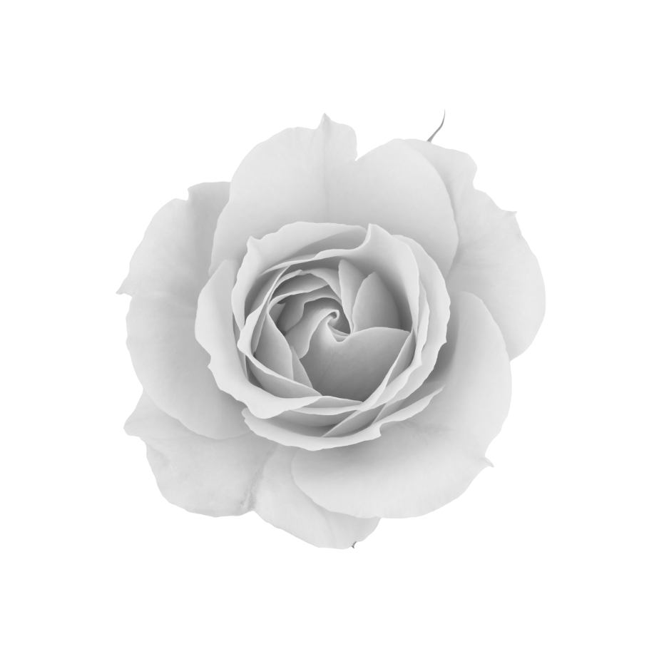 White rose flower used as a botanical skincare ingredient