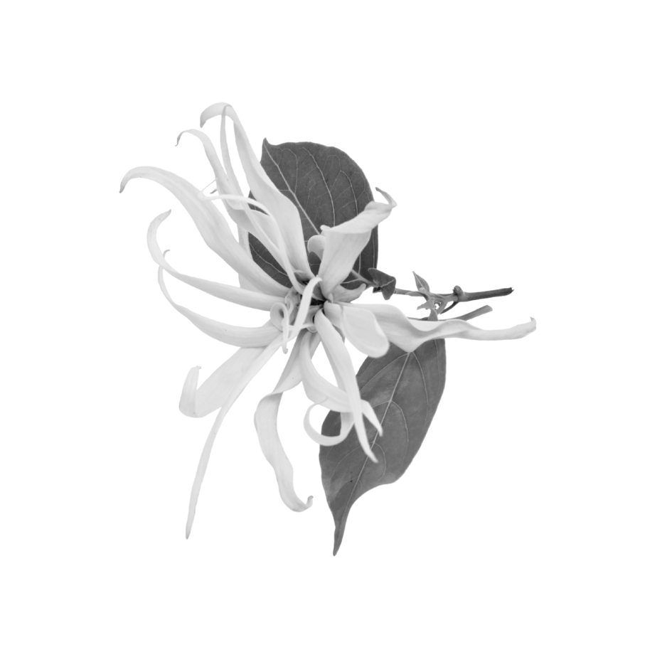 Black and white ylang ylang flower used as a botanical skincare ingredient
