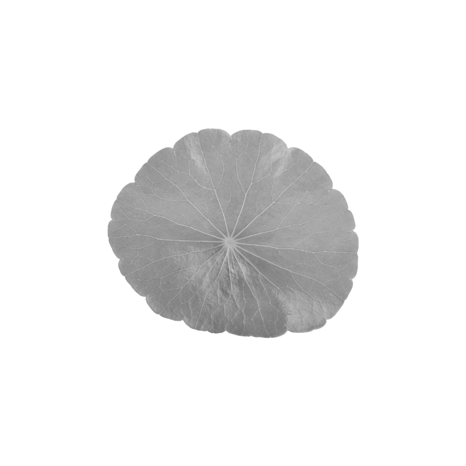 Black and white gotu kola leaf used in Celeste Switala skincare