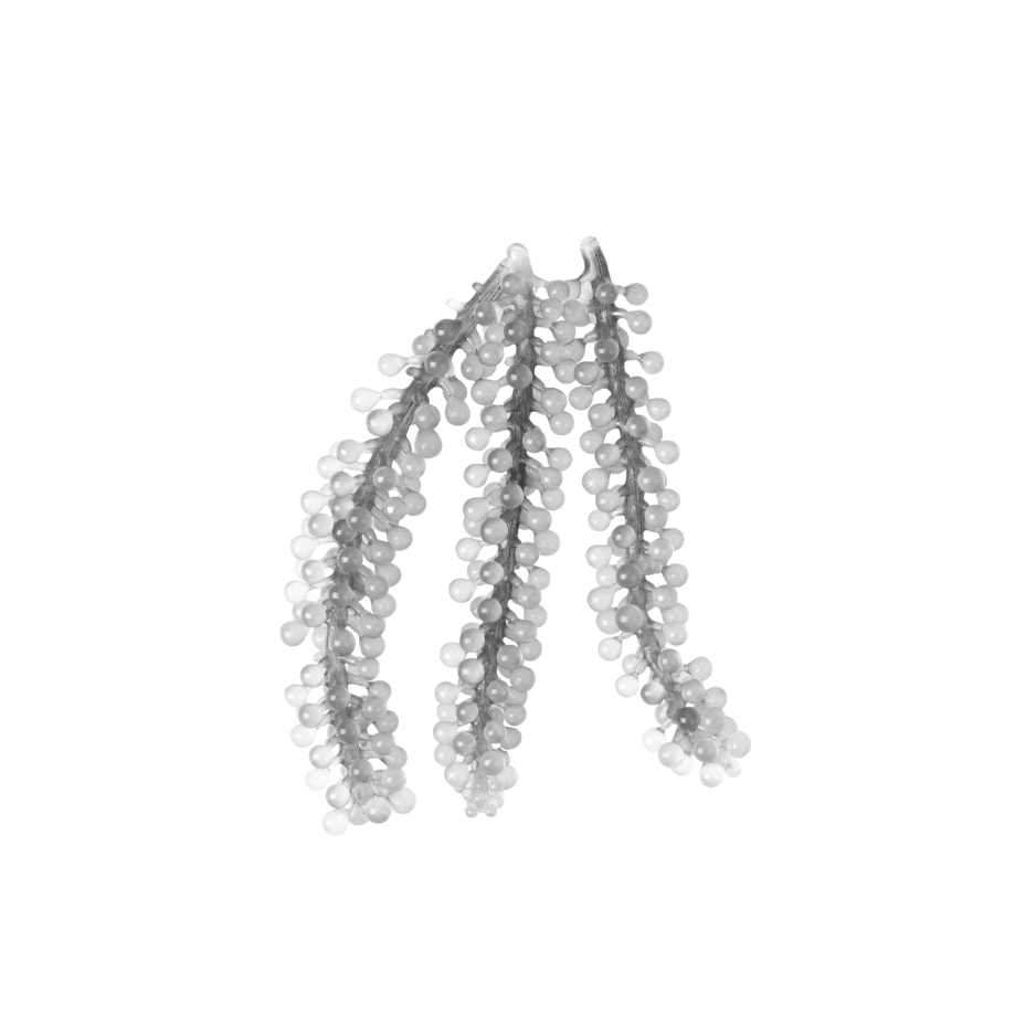Black and white green caviar seaweed used as a botanical skincare ingredient