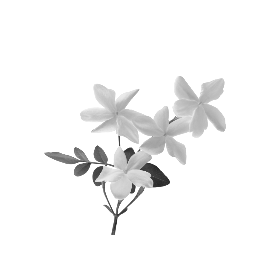 Black and white jasmine flowers used in Celeste Switala skincare