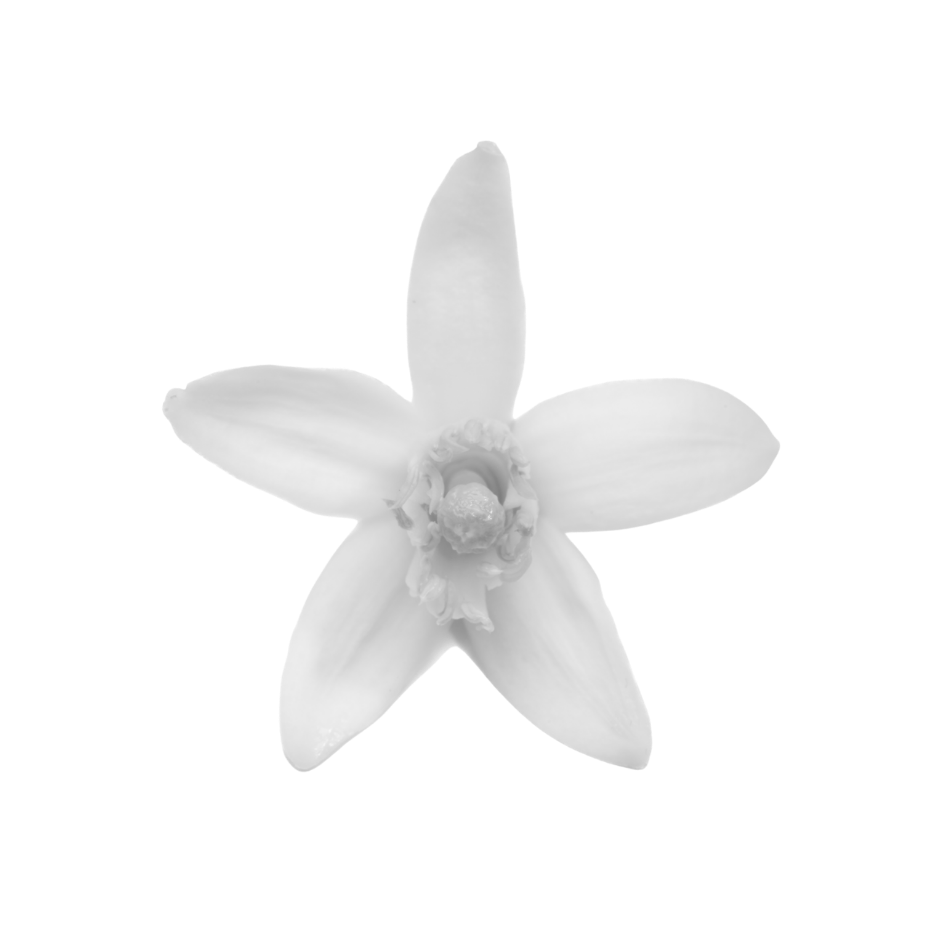 Black and white neroli flower with a pale center