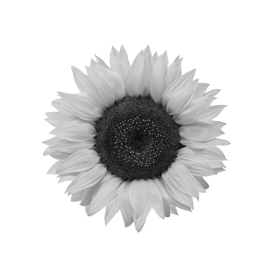 Black and white sunflower used in Celeste Switala skincare