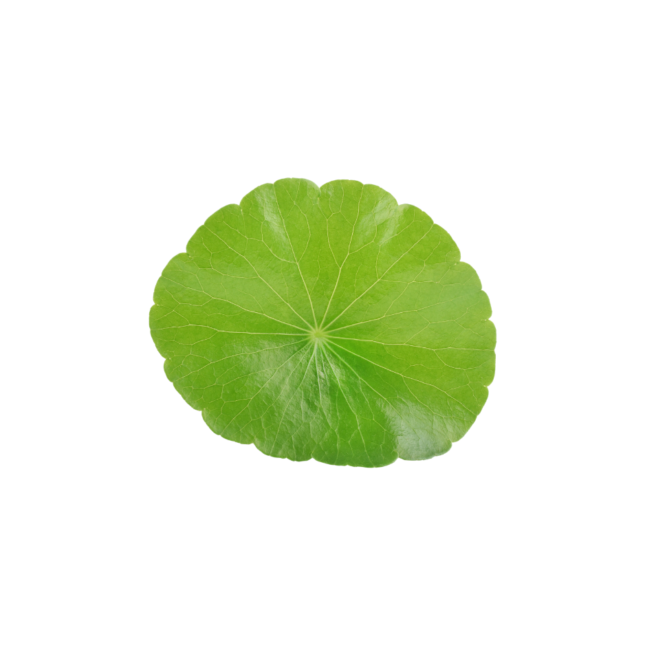 Green gotu kola leaf used in Celeste Switala skincare