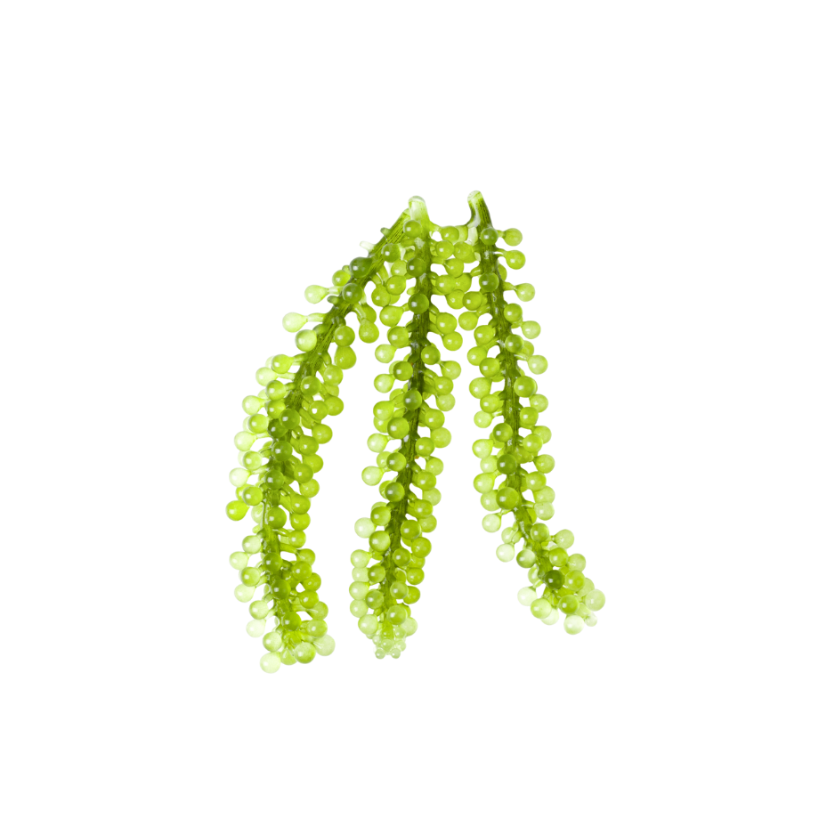 Green caviar seaweed used as a botanical skincare ingredient in Celeste Switala products