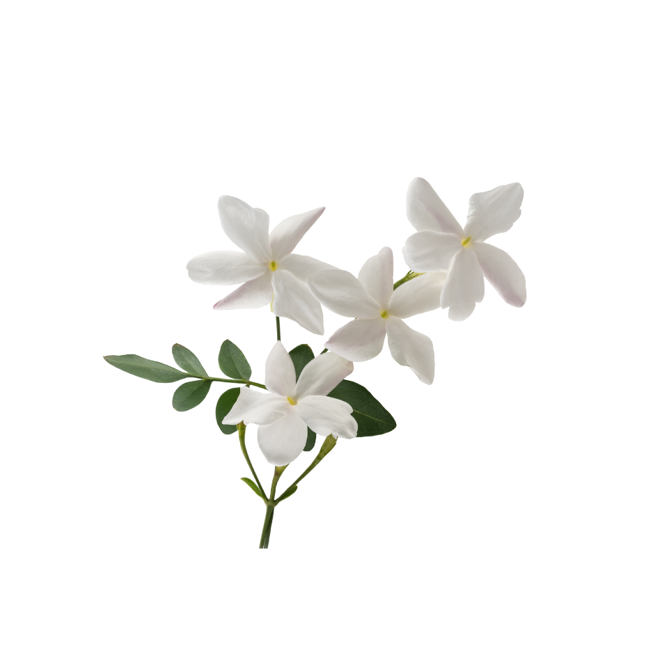 White jasmine flowers used in Celeste Switala skincare