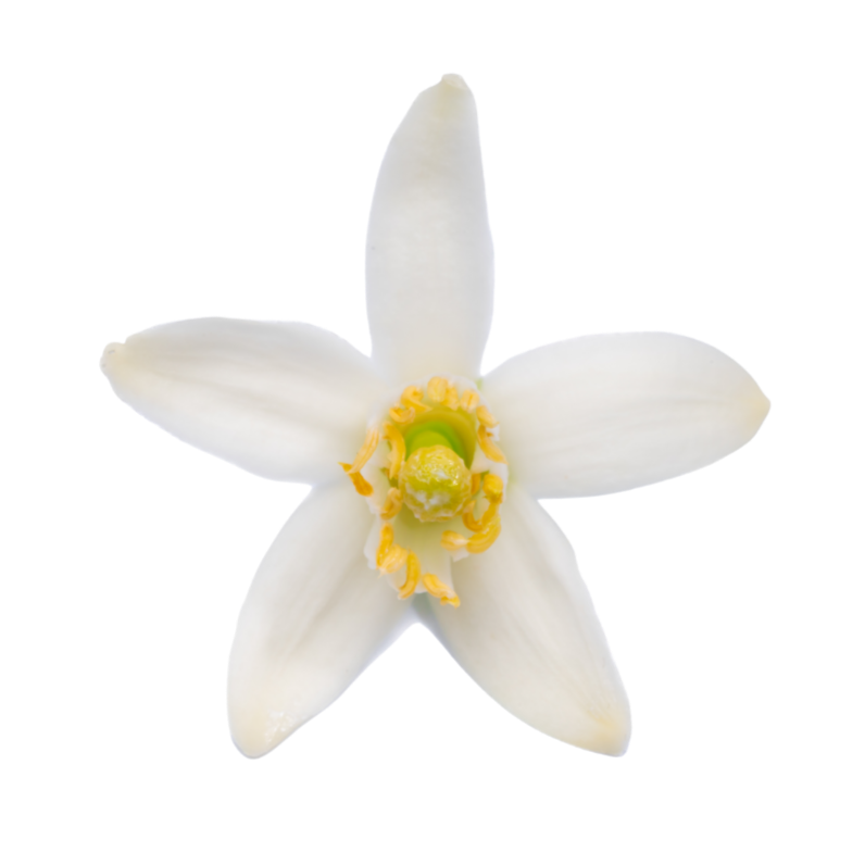 White neroli flower with a yellow centre on a white background