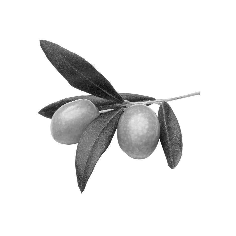 Black and white image of two olives surrounded by olive leaves.