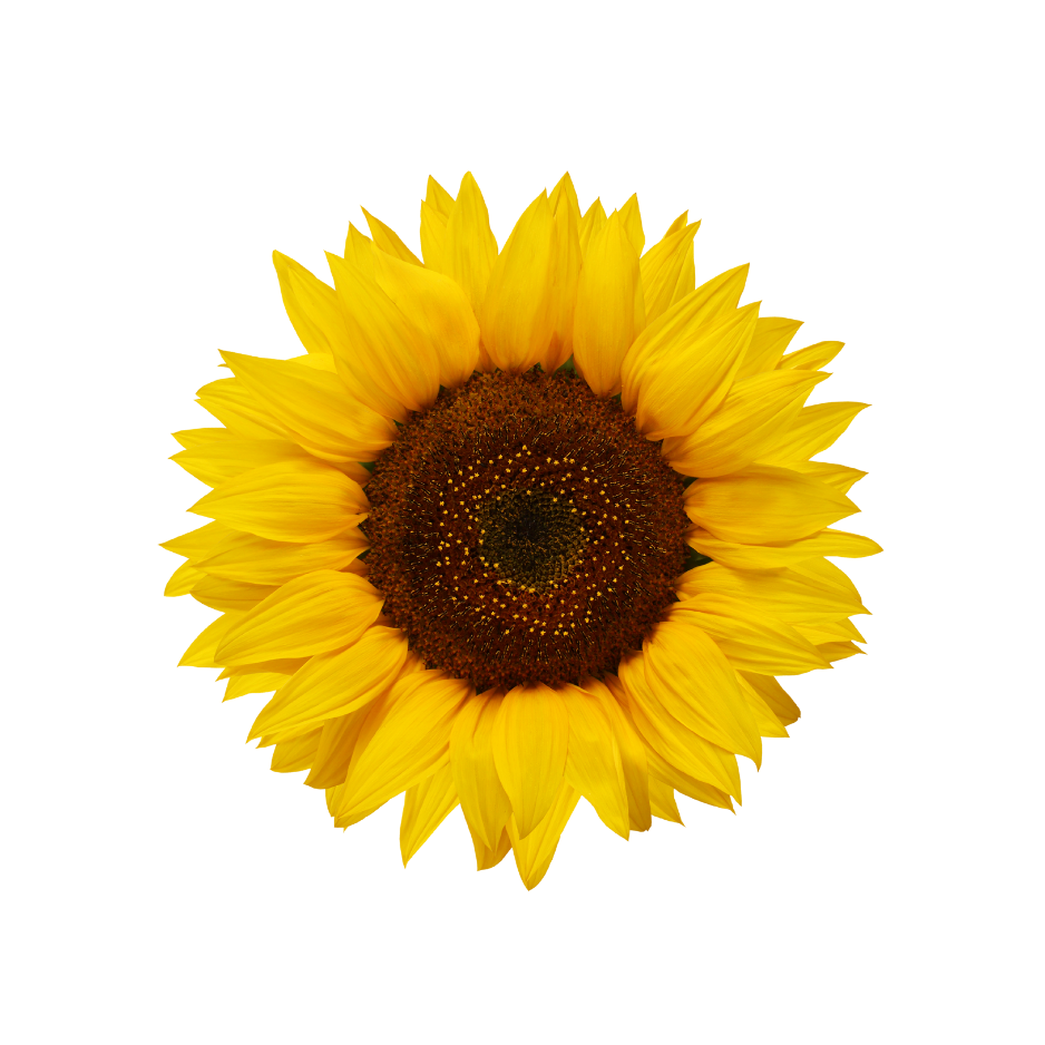 Yellow sunflower used in Celeste Switala skincare